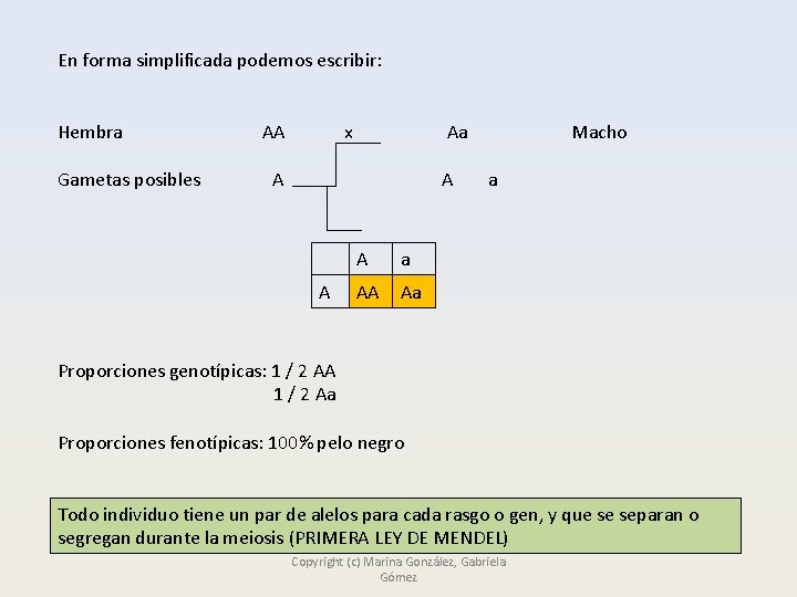 En forma simplificada podemos escribir: Hembra Gametas posibles AA x Aa A A a