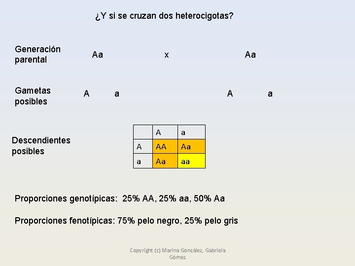 ¿Y si se cruzan dos heterocigotas? Generación parental Gametas posibles Descendientes posibles Aa A