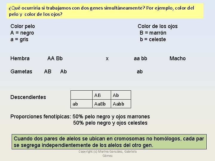 ¿Qué ocurriría si trabajamos con dos genes simultáneamente? Por ejemplo, color del pelo y