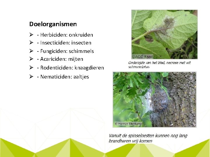 Doelorganismen Ø Ø Ø - Herbiciden: onkruiden - Insecticiden: insecten - Fungiciden: schimmels -