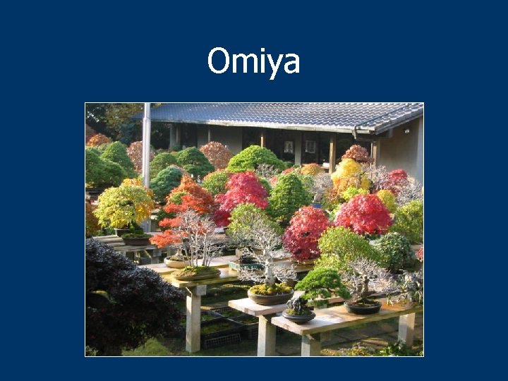 Omiya 