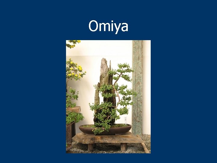 Omiya 