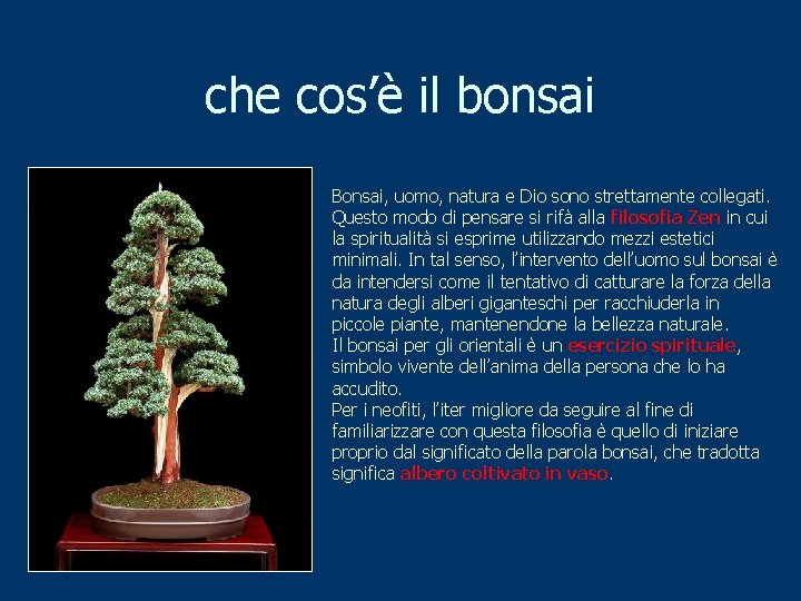 che cos’è il bonsai Bonsai, uomo, natura e Dio sono strettamente collegati. Questo modo