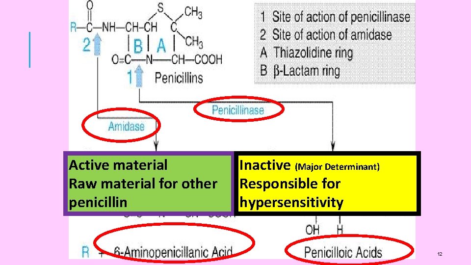 Active material Raw material for other penicillin Inactive (Major Determinant) Responsible for hypersensitivity 12