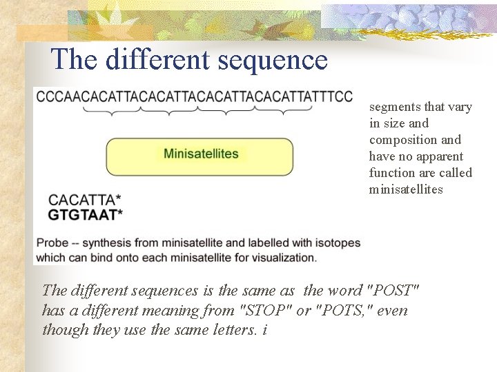 The different sequence segments that vary in size and composition and have no apparent