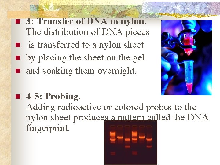 n n n 3: Transfer of DNA to nylon. The distribution of DNA pieces