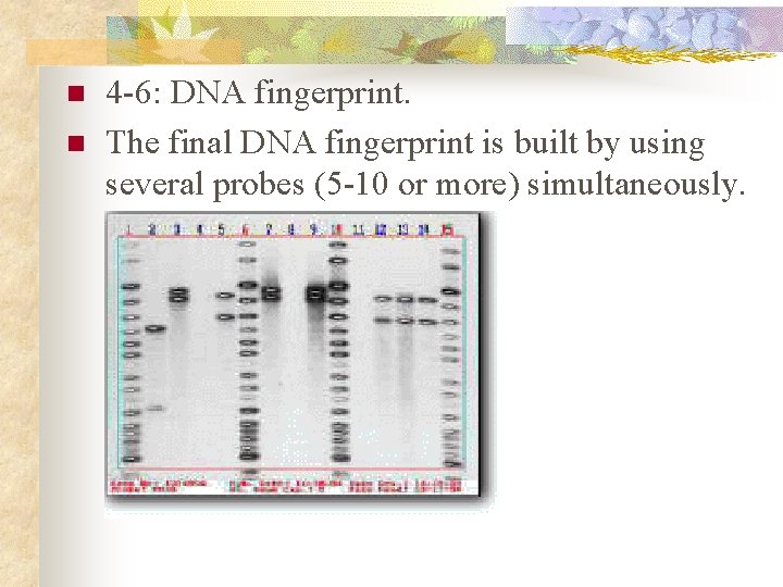 n n 4 -6: DNA fingerprint. The final DNA fingerprint is built by using