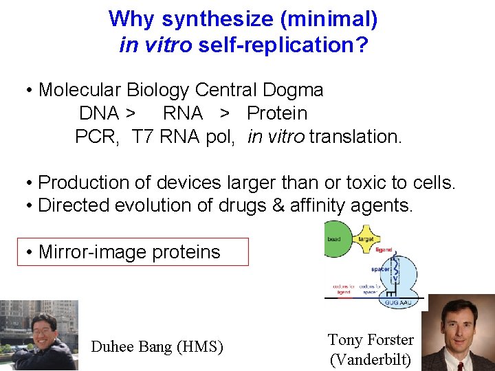 Why synthesize (minimal) in vitro self-replication? • Molecular Biology Central Dogma DNA > RNA