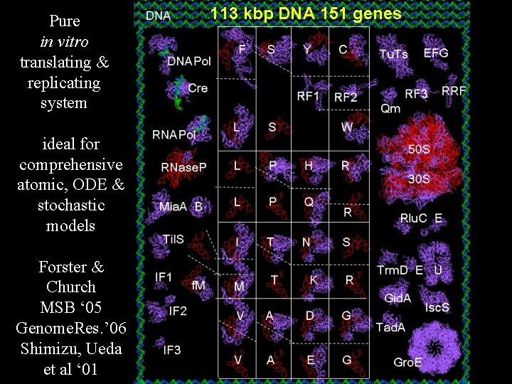 Pure in vitro translating & replicating system ideal for comprehensive atomic, ODE & stochastic