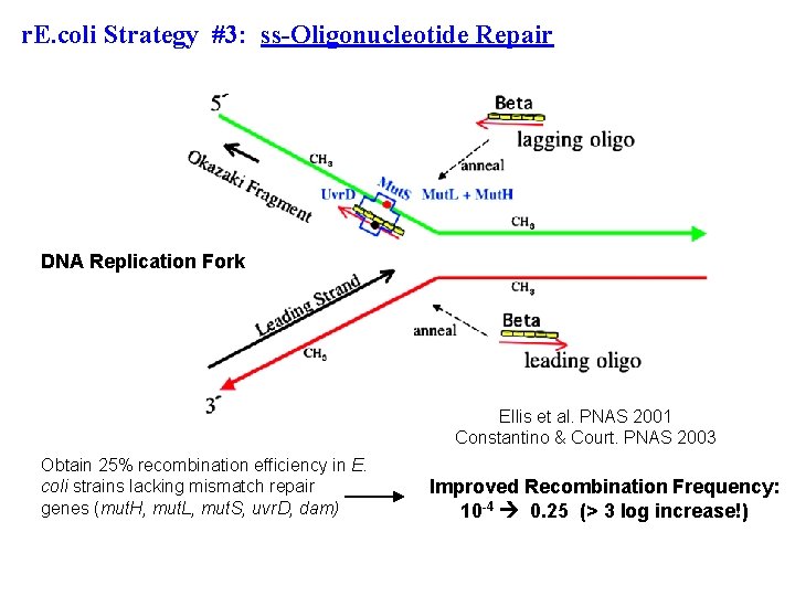 r. E. coli Strategy #3: ss-Oligonucleotide Repair DNA Replication Fork Ellis et al. PNAS