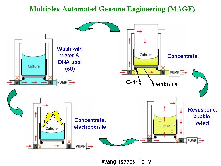 Multiplex Automated Genome Engineering (MAGE) Wash with water & DNA pool (50) Concentrate O-ring