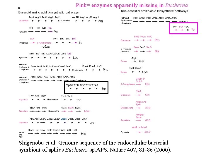 Pink= enzymes apparently missing in Bucherna Shigenobu et al. Genome sequence of the endocellular