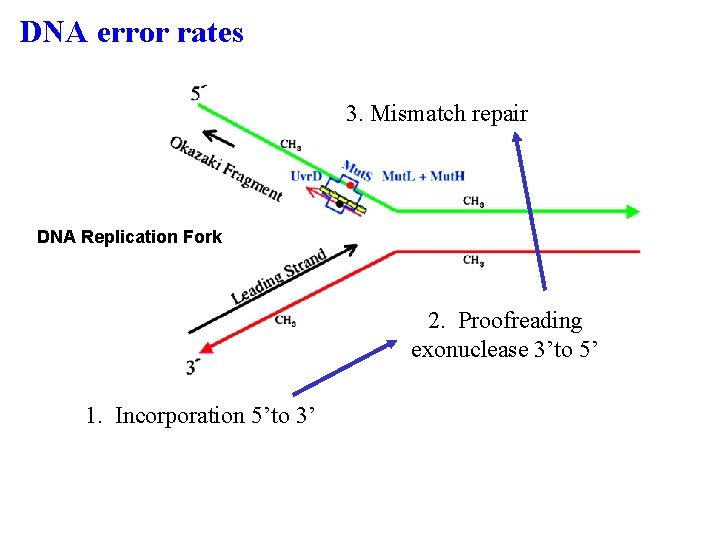 DNA error rates 3. Mismatch repair DNA Replication Fork 2. Proofreading exonuclease 3’to 5’