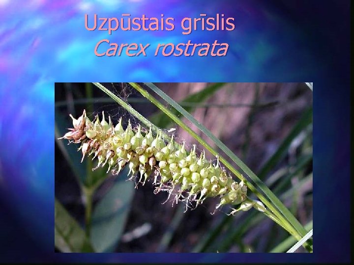 Uzpūstais grīslis Carex rostrata 