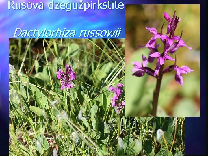 Rusova dzegužpirkstīte Dactylorhiza russowii 