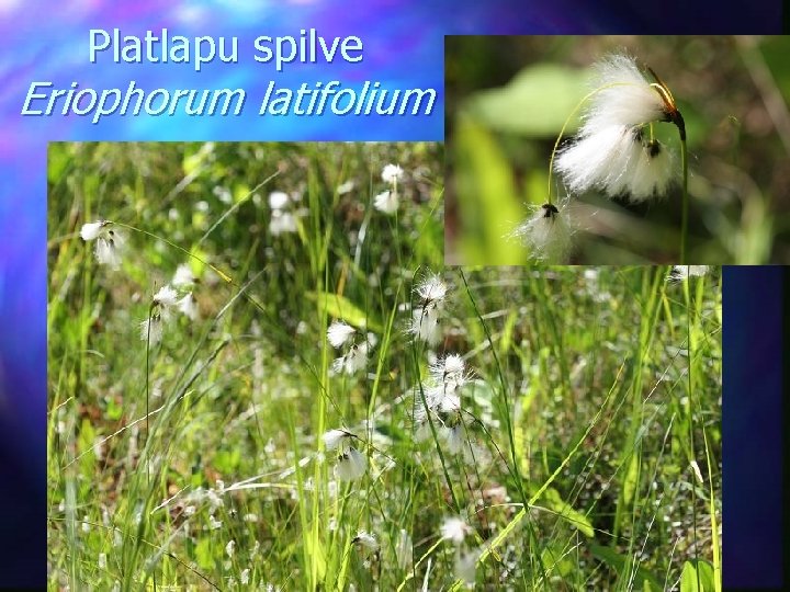 Platlapu spilve Eriophorum latifolium 