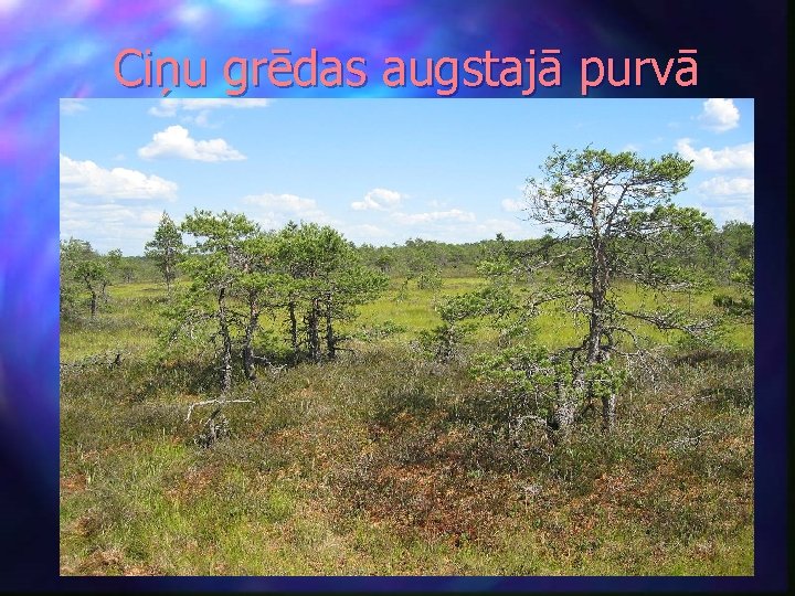 Ciņu grēdas augstajā purvā 