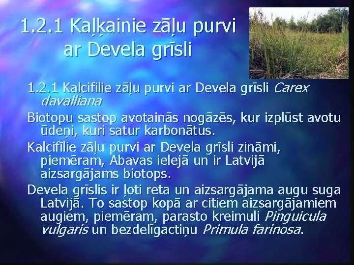 1. 2. 1 Kaļķainie zāļu purvi ar Devela grīsli 1. 2. 1 Kalcifilie zāļu