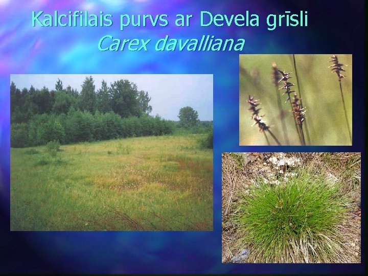 Kalcifilais purvs ar Devela grīsli Carex davalliana 