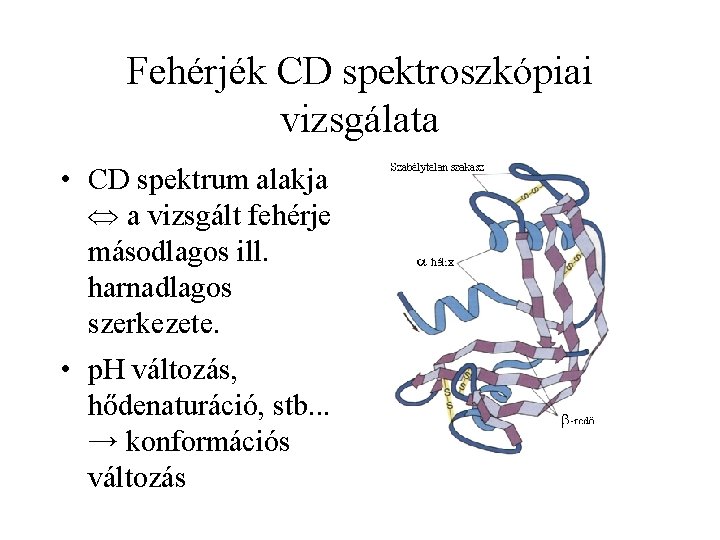 Fehérjék CD spektroszkópiai vizsgálata • CD spektrum alakja a vizsgált fehérje másodlagos ill. harnadlagos