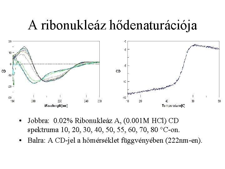 A ribonukleáz hődenaturációja • Jobbra: 0. 02% Ribonukleáz A, (0. 001 M HCl) CD