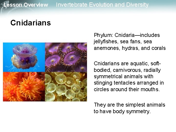 Lesson Overview Invertebrate Evolution and Diversity Cnidarians Phylum: Cnidaria—includes jellyfishes, sea fans, sea anemones,