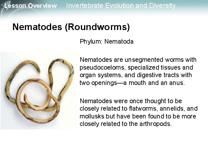 Lesson Overview Invertebrate Evolution and Diversity Nematodes (Roundworms) Phylum: Nematoda Nematodes are unsegmented worms