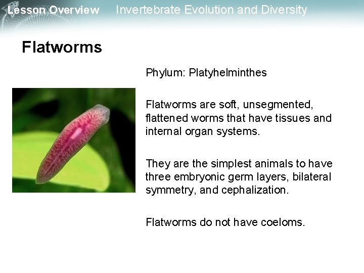 Lesson Overview Invertebrate Evolution and Diversity Flatworms Phylum: Platyhelminthes Flatworms are soft, unsegmented, flattened