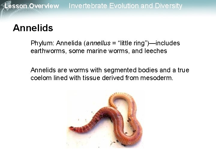 Lesson Overview Invertebrate Evolution and Diversity Annelids Phylum: Annelida (annellus = “little ring”)—includes earthworms,