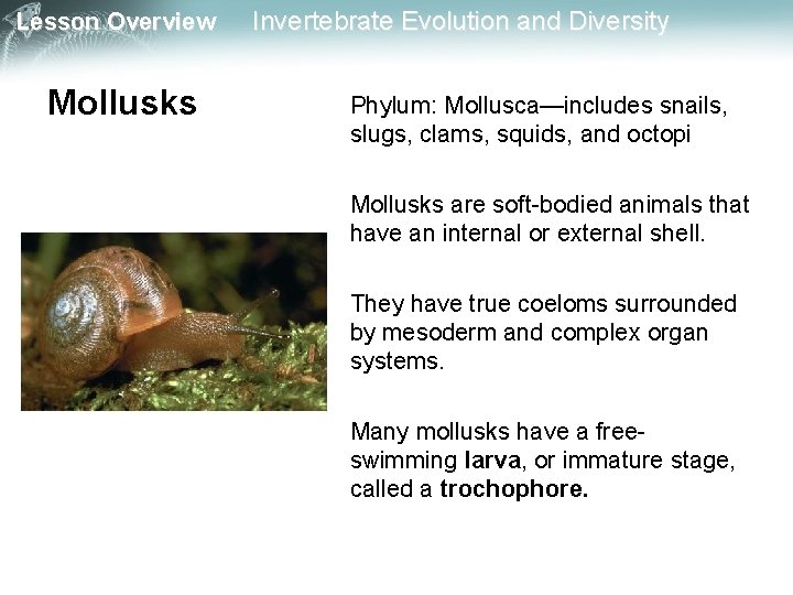 Lesson Overview Mollusks Invertebrate Evolution and Diversity Phylum: Mollusca—includes snails, slugs, clams, squids, and