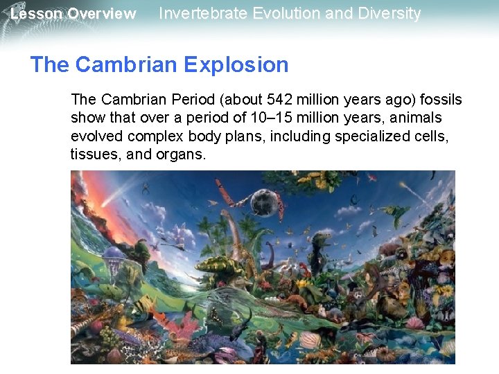 Lesson Overview Invertebrate Evolution and Diversity The Cambrian Explosion The Cambrian Period (about 542
