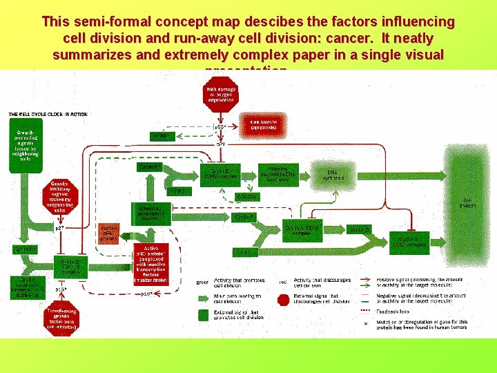 This semi-formal concept map descibes the factors influencing cell division and run-away cell division: