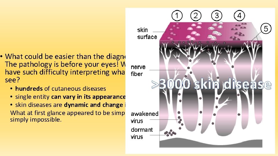  • What could be easier than the diagnosis of skin disease? The pathology