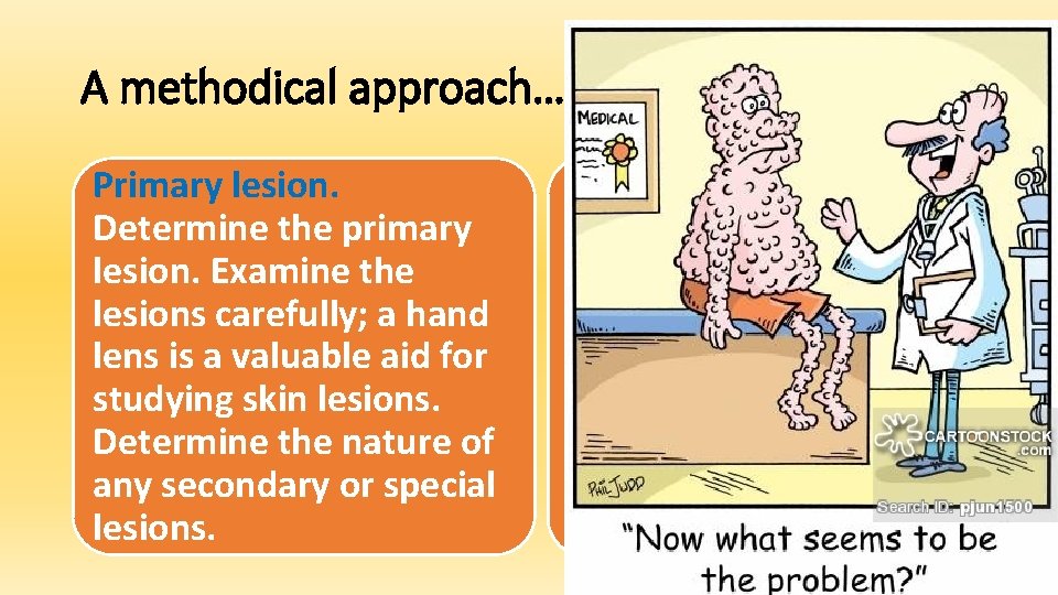 A methodical approach…… Primary lesion. Determine the primary lesion. Examine the lesions carefully; a