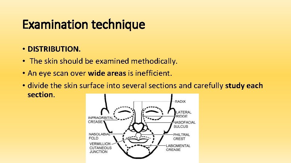 Examination technique • DISTRIBUTION. • The skin should be examined methodically. • An eye