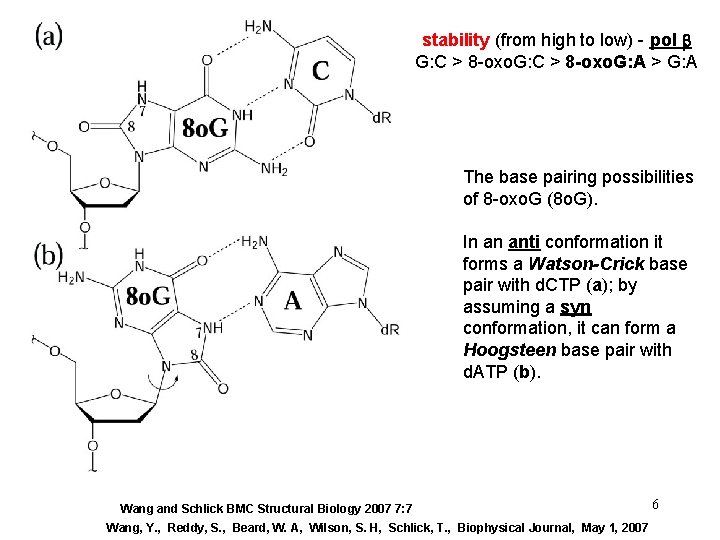 stability (from high to low) - pol b G: C > 8 -oxo. G: