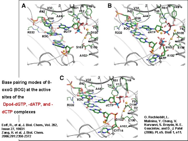 Base pairing modes of 8 oxo. G (8 OG) at the active sites of