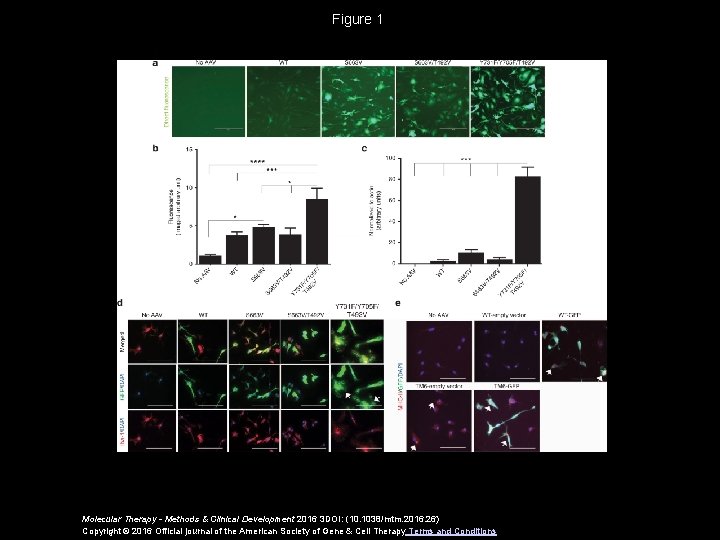 Figure 1 Molecular Therapy - Methods & Clinical Development 2016 3 DOI: (10. 1038/mtm.