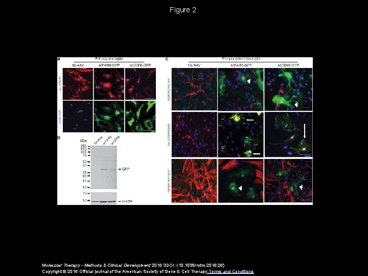 Figure 2 Molecular Therapy - Methods & Clinical Development 2016 3 DOI: (10. 1038/mtm.