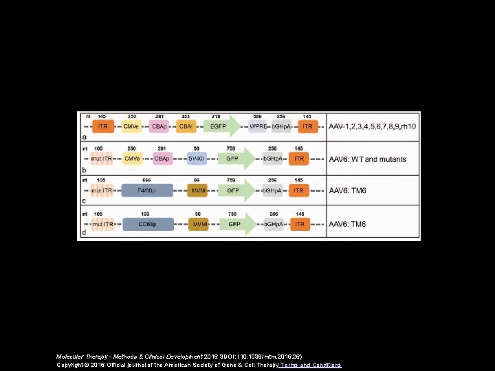 Molecular Therapy - Methods & Clinical Development 2016 3 DOI: (10. 1038/mtm. 2016. 26)