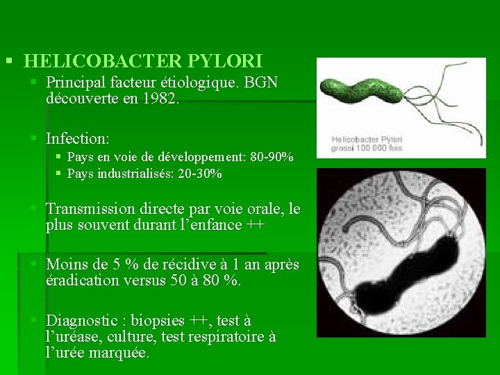 § HELICOBACTER PYLORI § Principal facteur étiologique. BGN découverte en 1982. § Infection: §