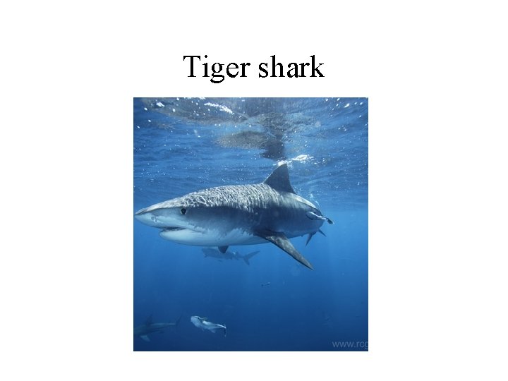 Tiger shark 