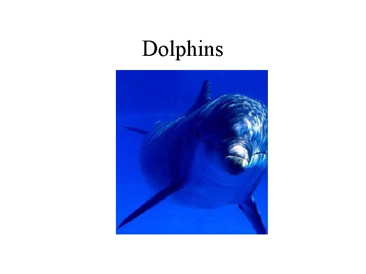 Dolphins 