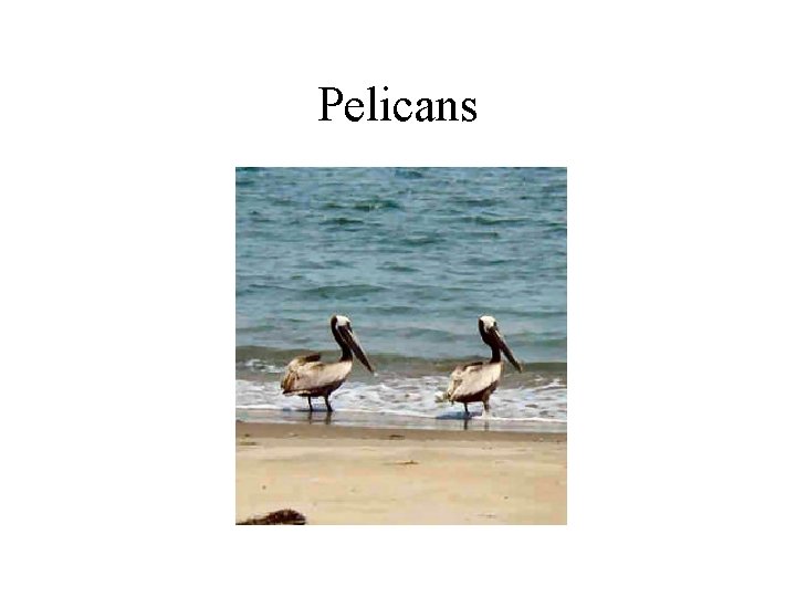 Pelicans 