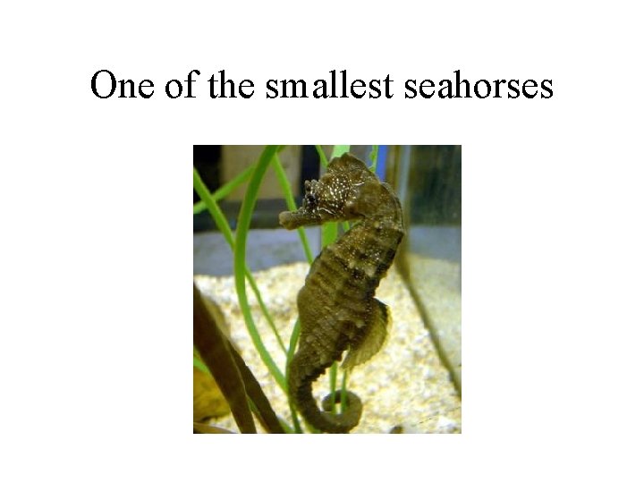 One of the smallest seahorses 