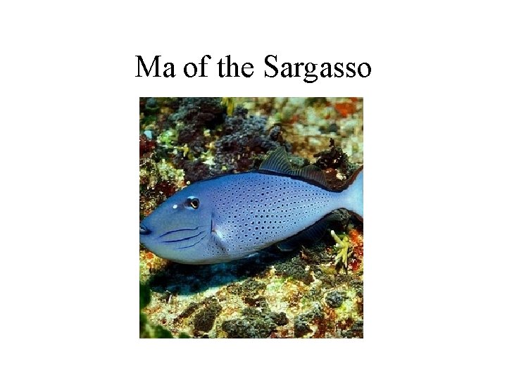 Ma of the Sargasso 