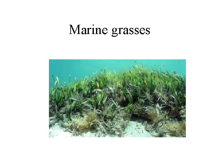 Marine grasses 