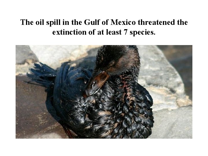 The oil spill in the Gulf of Mexico threatened the extinction of at least