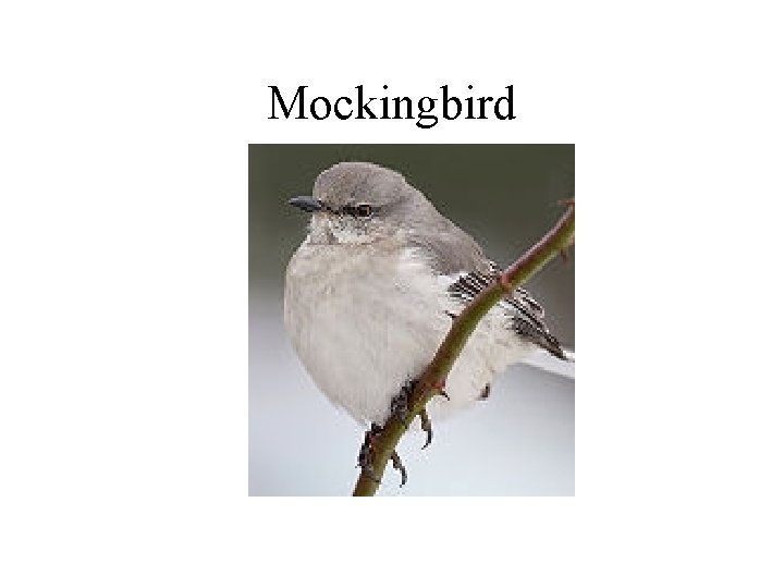 Mockingbird 