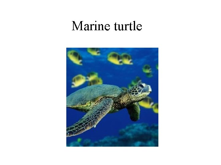Marine turtle 